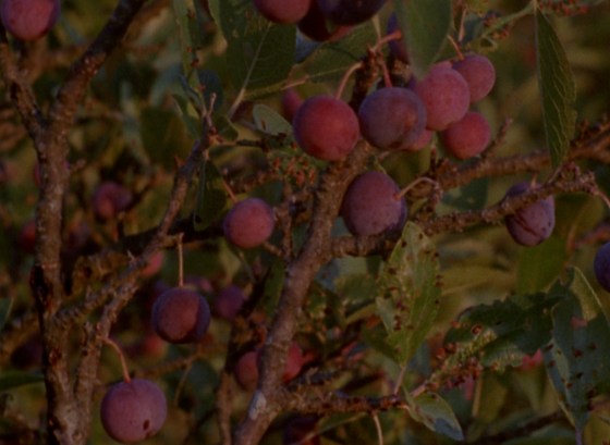 Beach Plums at Russian Beach